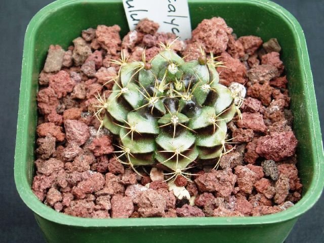 Gymnocalycium_damsii_rotundulum